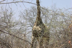 zimbabwe065