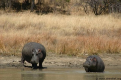 zimbabwe096